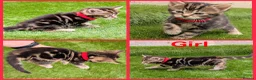 Mixed Breed cats for sale: 🐾 Rare Fluffy Maine Coon Type Kittens ⭐ in Waltham Cross - Advert 9