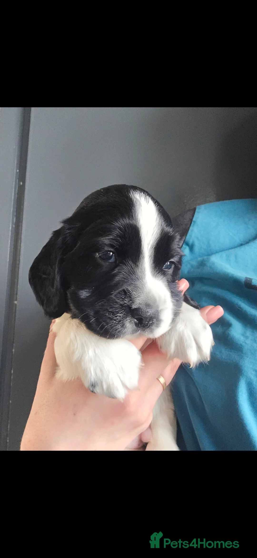 English Springer Spaniel dogs for sale: Health Tested KS English Springer Spaniel puppies  - Advert 18