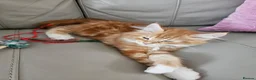 Maine Coon cats for sale: Exceptionally beautiful  blue-eyed main coon  - Advert 3