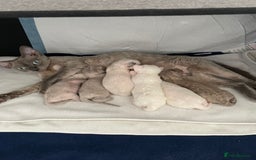 Devon Rex cats for sale: ❤️Devon rex kittens available 😻 - Image 18