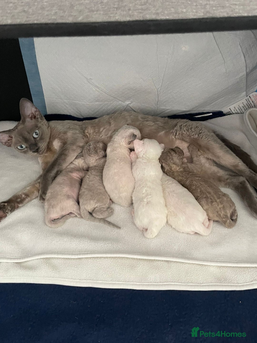 Devon Rex cats for sale: ❤️Devon rex kittens available 😻 - Image 18