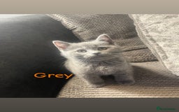 British Shorthair cats for sale: Stunning British short hair 4 sale  - Image 7
