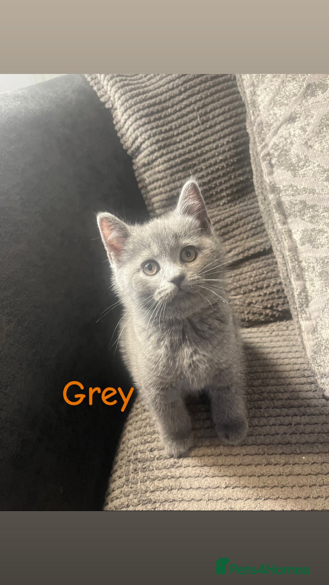 British Shorthair cats for sale: Stunning British short hair 4 sale  - Image 7