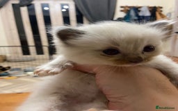 Ragdoll cats for sale: Beautiful Blue Point Ragdoll kittens - Image 27