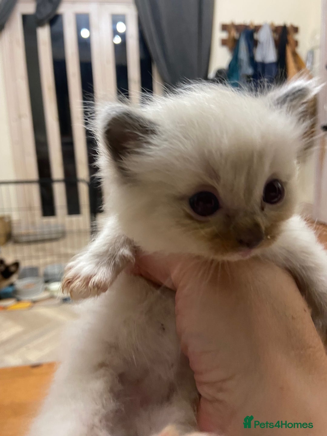 Ragdoll cats for sale: Beautiful Blue Point Ragdoll kittens - Image 27