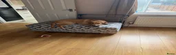 Labrador Retriever dogs for sale: golden labrador - 7 months old - Advert 9