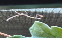 Praying Mantis invertebrates for sale: African Twig Mantis (popa spurca) - Image 3