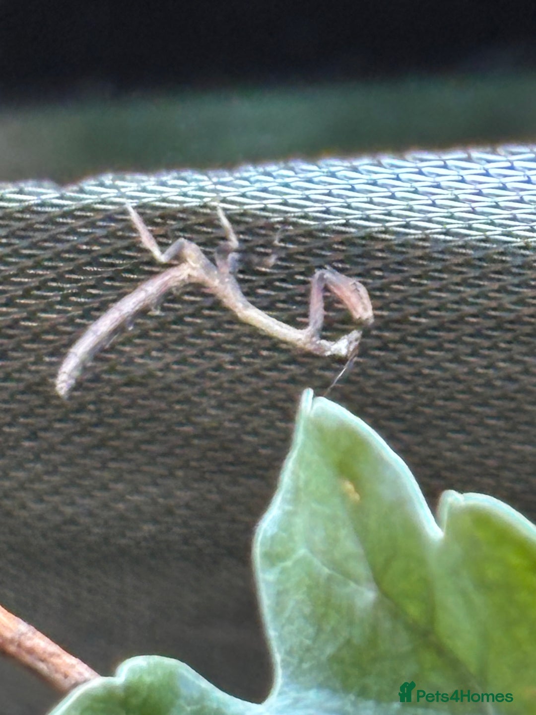 Praying Mantis invertebrates for sale: African Twig Mantis (popa spurca) - Image 3
