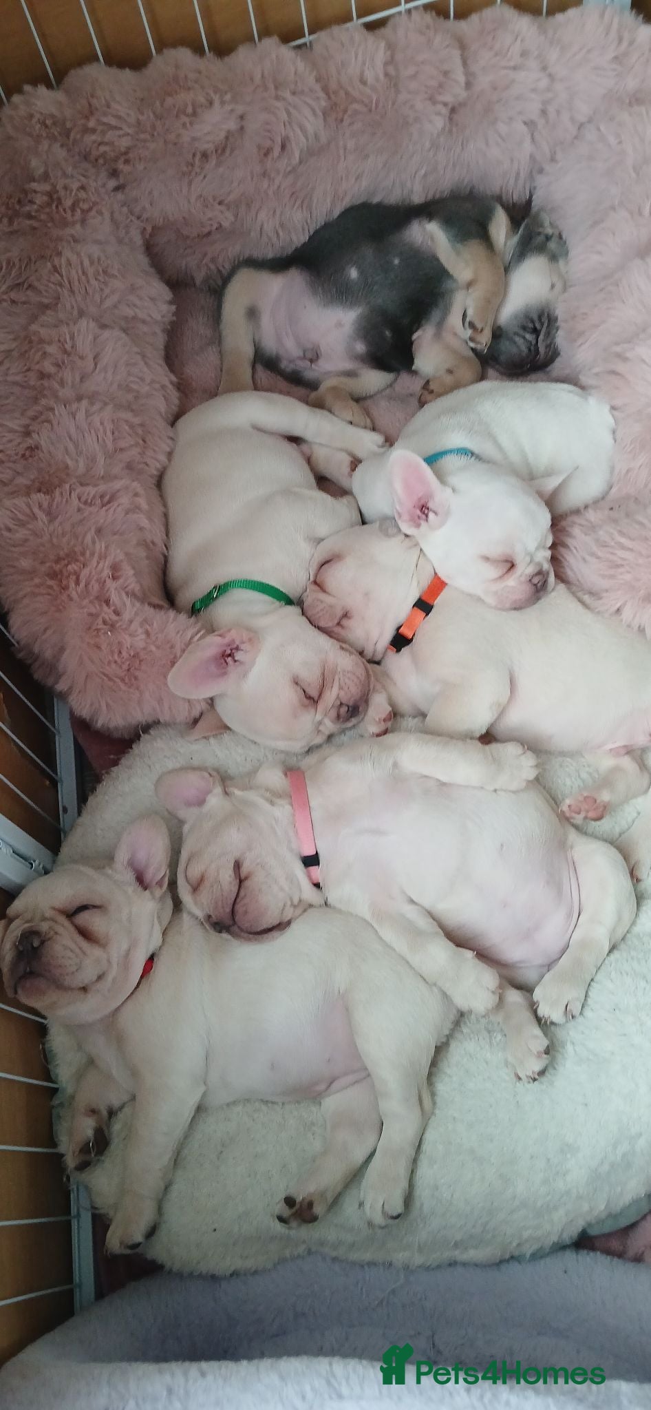 French Bulldog dogs Pure bred French bulldog puppies for sale - Advert 3