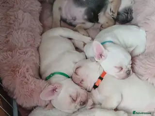 French Bulldog dogs Pure bred French bulldog puppies for sale - Advert 3