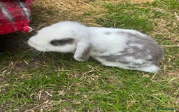 Mixed Breed rabbits for sale: Rabbit rescue  in Diss - Image 16