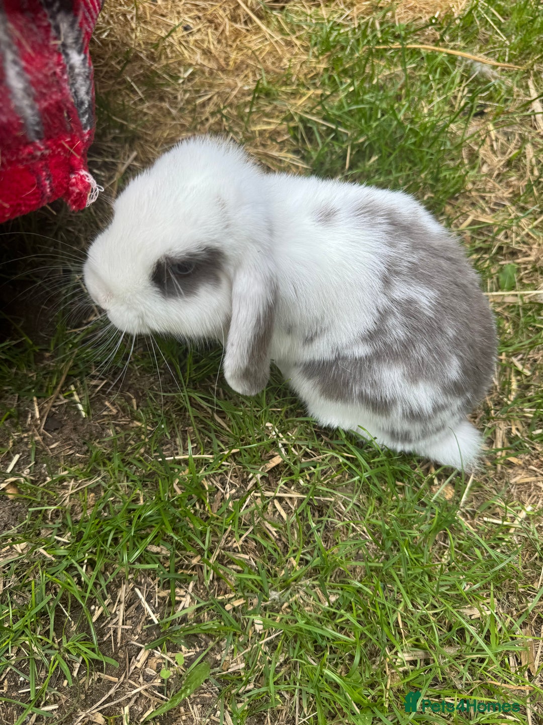 Mixed Breed rabbits for sale: Rabbit rescue  in Diss - Image 16