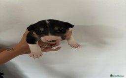 English Bull Terrier dogs for sale: English Bull Terrier puppies🐾KC Registered  - Image 6