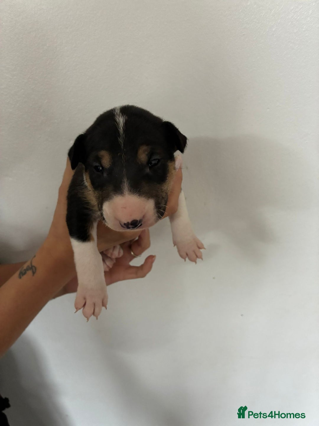 English Bull Terrier dogs for sale: English Bull Terrier puppies🐾KC Registered  - Image 6