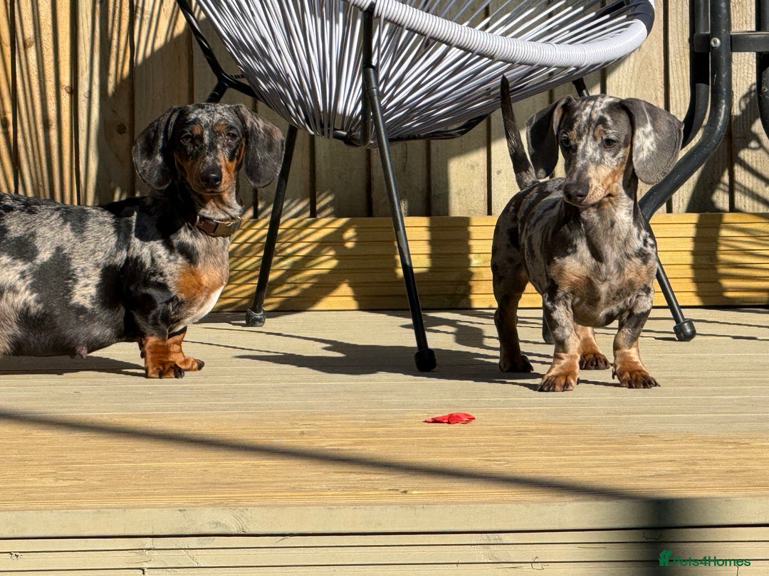Miniature Dachshund dogs for stud: gorgeous george for stud  - Advert 2