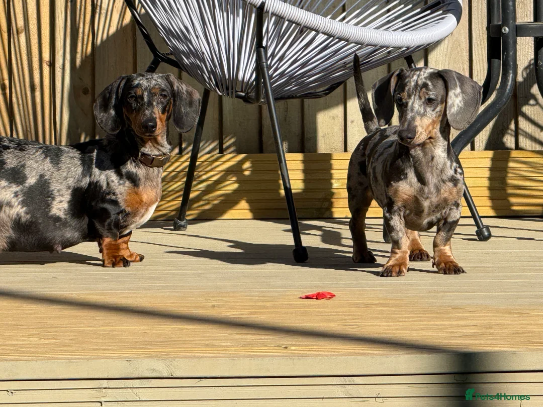 Miniature Dachshund dogs for stud: gorgeous george for stud  - Advert 2