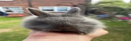 Angora rabbits for sale: Baby Angora x Lionheads Looking for new homes. - Advert 12
