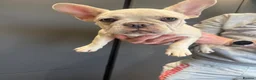 French Bulldog dogs for sale: French bulldog puppies in Dumfries - Advert 2