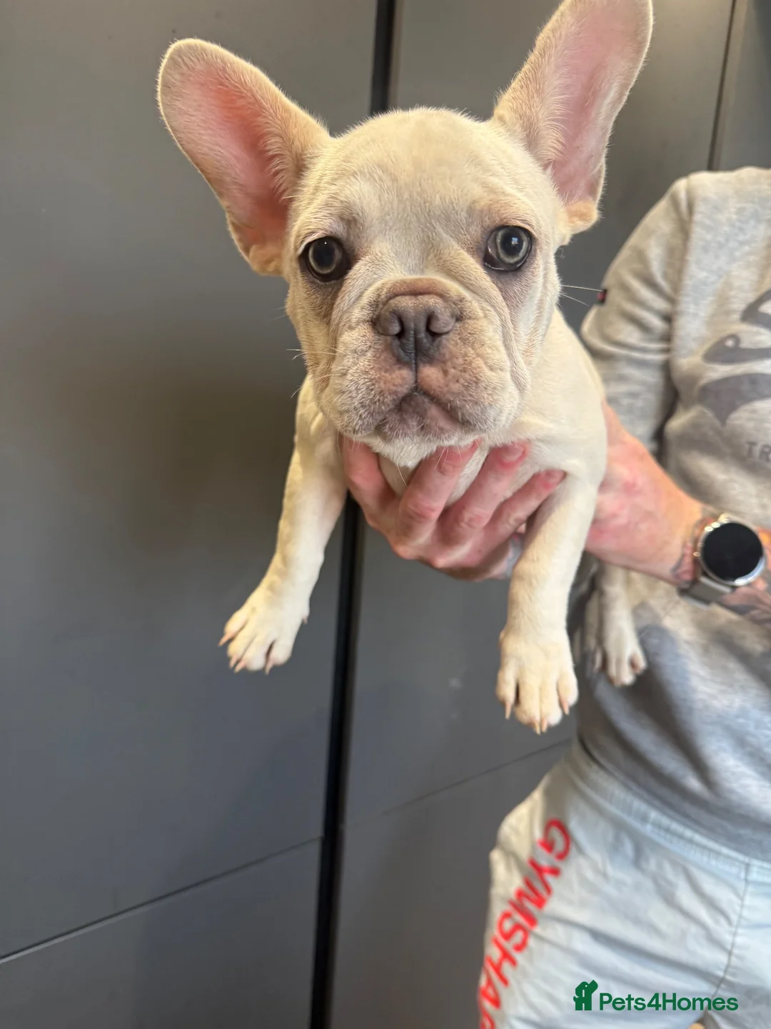 French Bulldog dogs for sale: French bulldog puppies in Dumfries - Advert 2