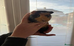 Guinea Pig rodents for sale: 3 female guinea pigs - Image 4