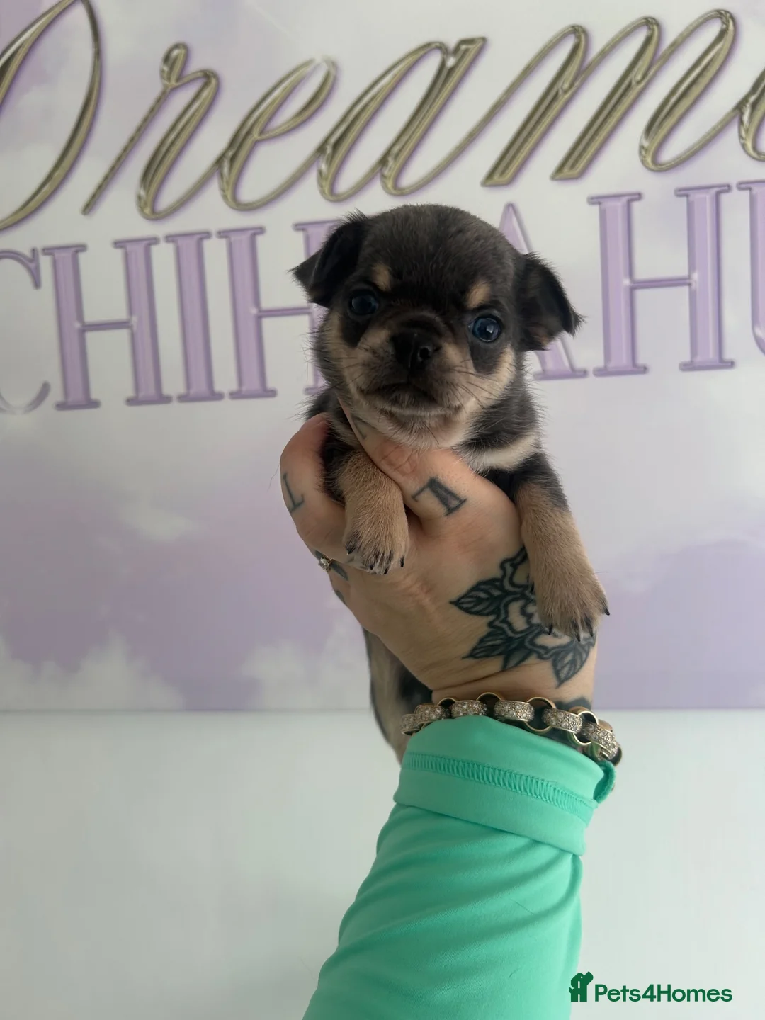 Chihuahua dogs for sale: Beautiful Chihuahua boys  - Advert 14