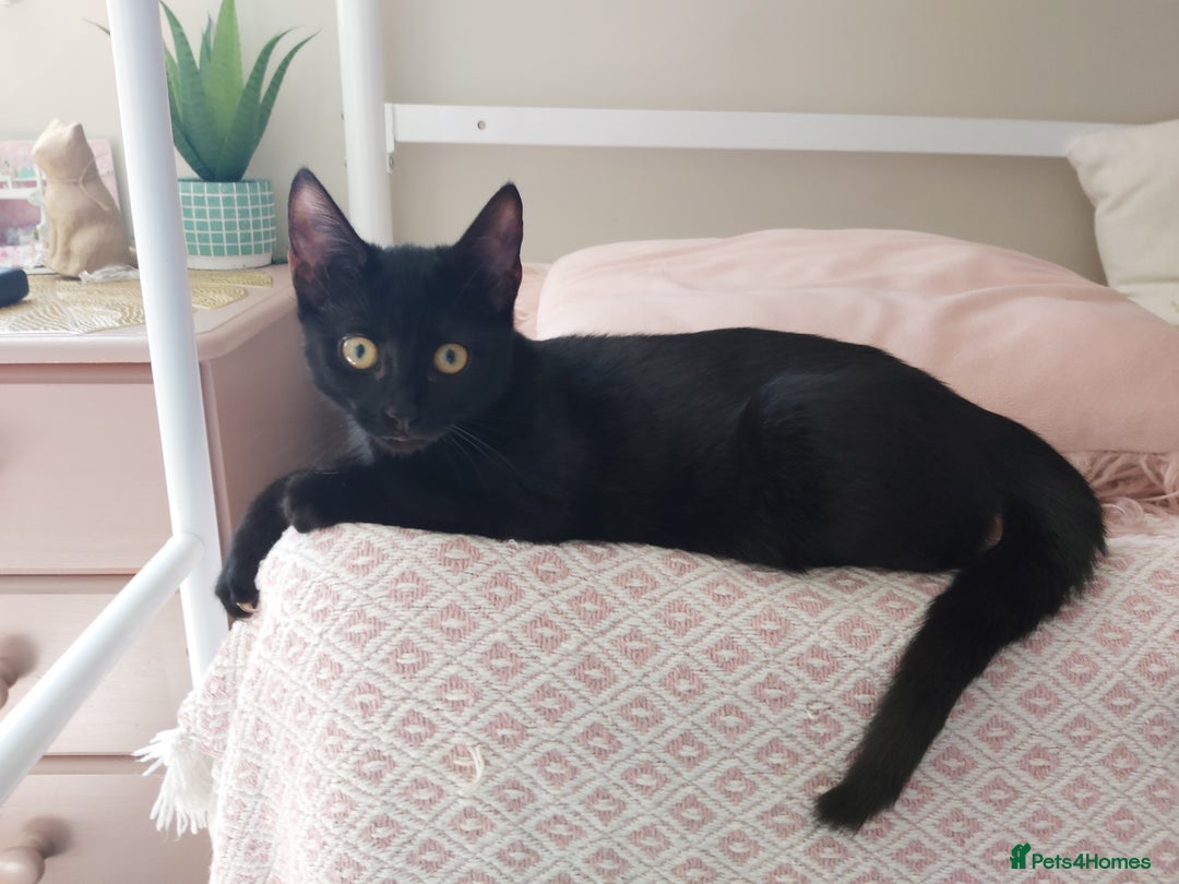 Mixed Breed cats for sale: beautiful 3mth old kittens 2 female ready to go - Image 3