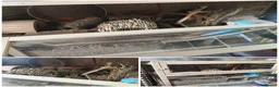 Hamster rodents for sale: 4 beautiful hamsters with thier enclosures - Advert 4