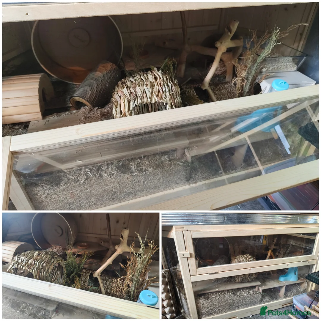 Hamster rodents for sale: 4 beautiful hamsters with thier enclosures - Advert 4