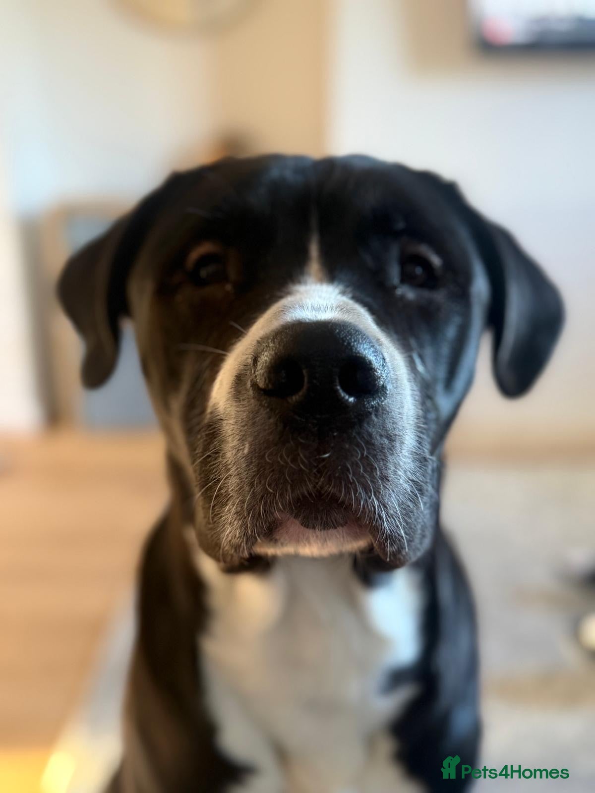 Cane Corso dogs FOR STUD ONLY  - Advert 2