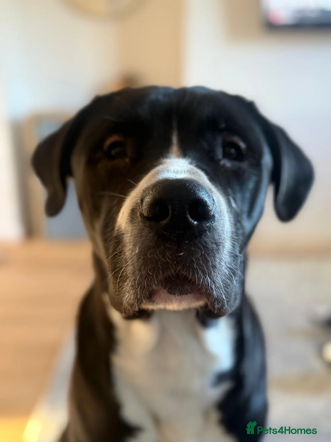 Cane Corso dogs for stud: FOR STUD ONLY  in Cambridge - Advert 1