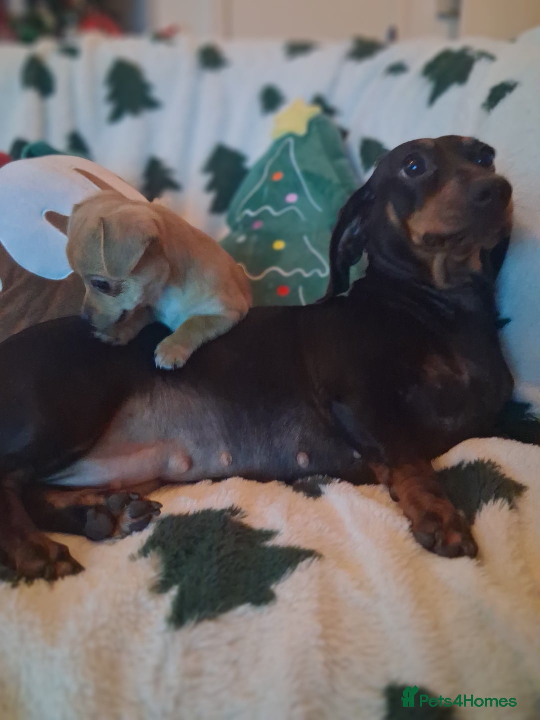 Mixed Breed dogs for sale: Sausage dog cross jackawawa puppies - Image 4
