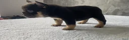 French Bulldog dogs for sale: FRENCH BULLDOGS - FLUFFY - Advert 6