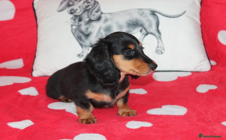 Dachshund dogs - Advert 2