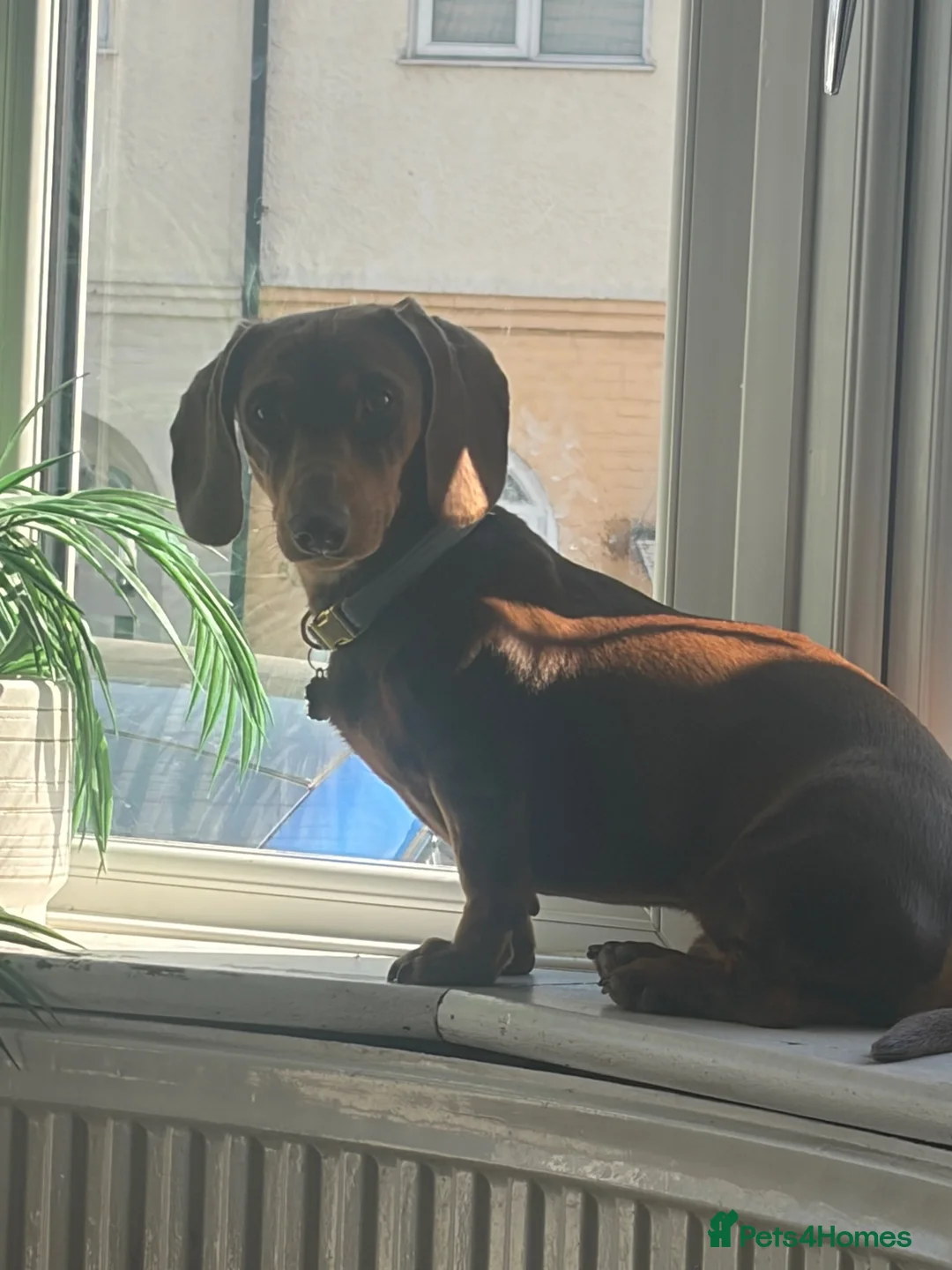 Miniature Dachshund dogs for stud: Miniature Dachshund Stud - Advert 3