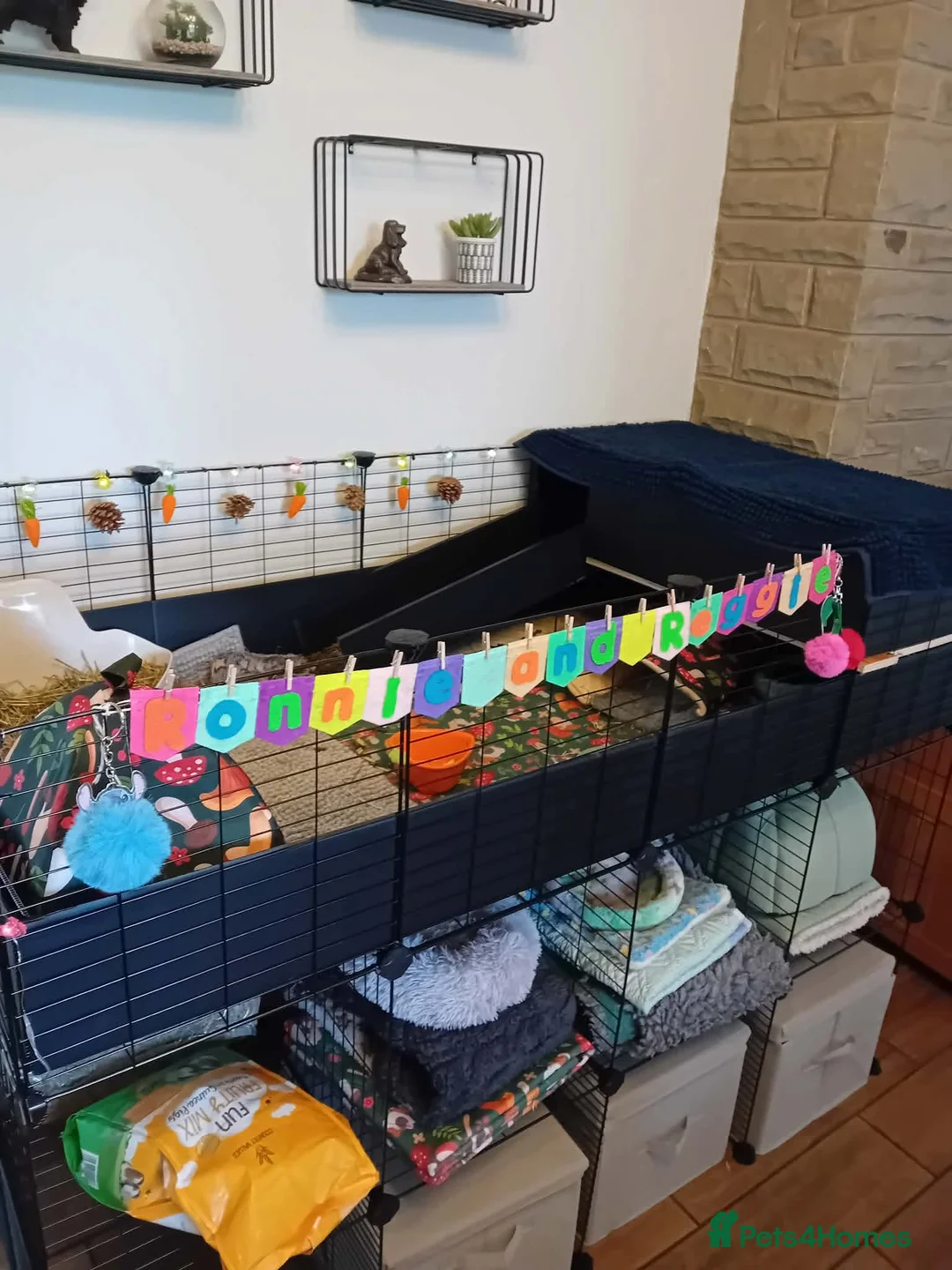 Guinea Pig rodents for sale: Bonded Lunkarya baby brothers/ three tier CC cage - Advert 2