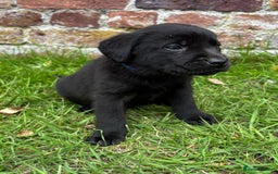 Labrador Retriever dogs for sale: Stunning Black Labrador Puppies KC Parents  - Image 20