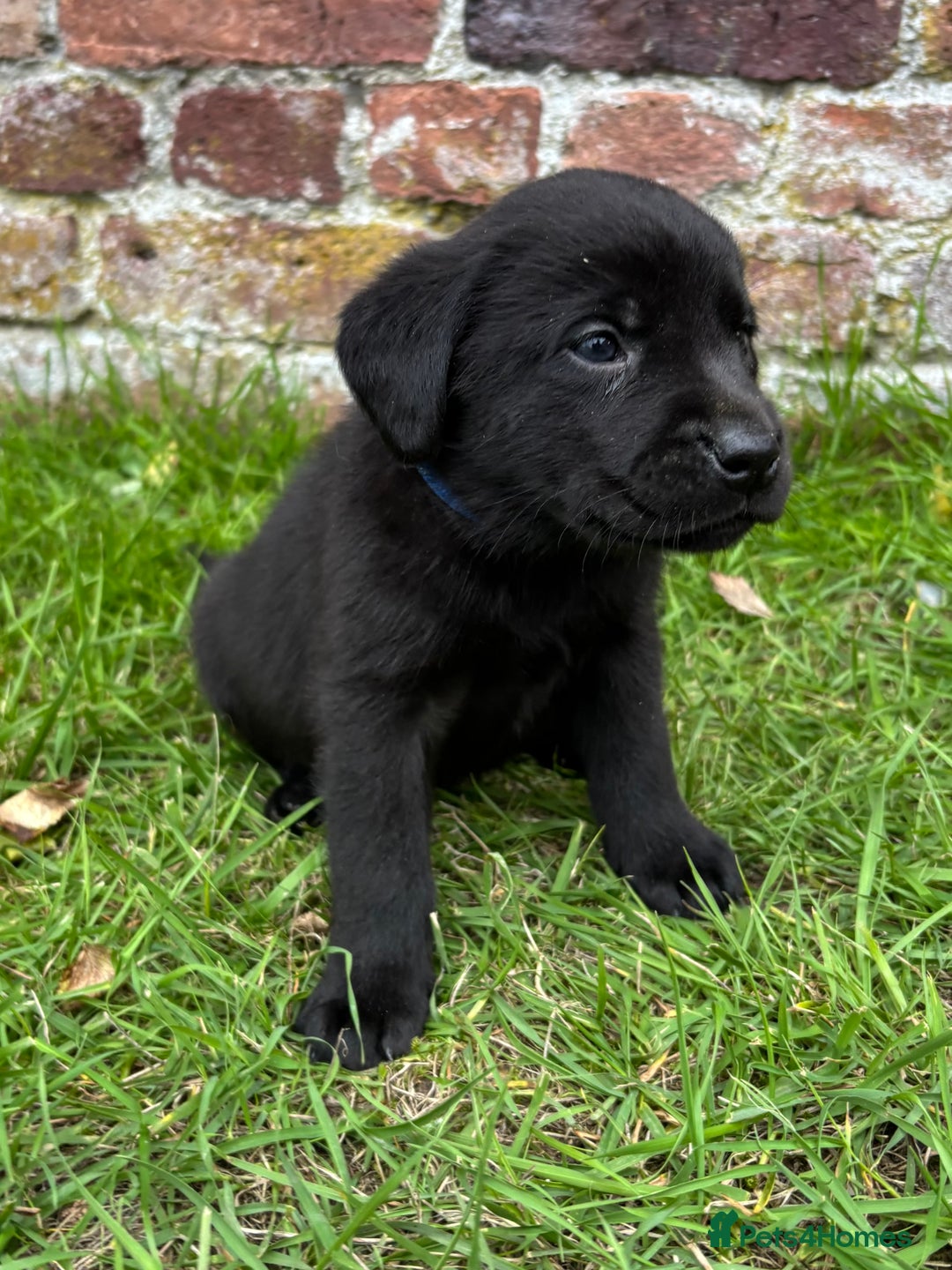 Labrador Retriever dogs for sale: Stunning Black Labrador Puppies KC Parents  - Image 20