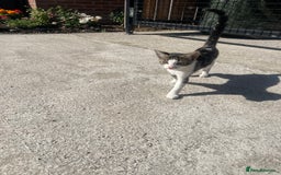 Bengal cats for sale: Gorgeous Half Bengal Female - Image 2