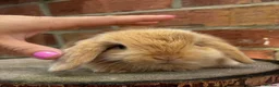 Mini Lop rabbits for sale: Pedigreed pure bred mini lops  - Advert 22