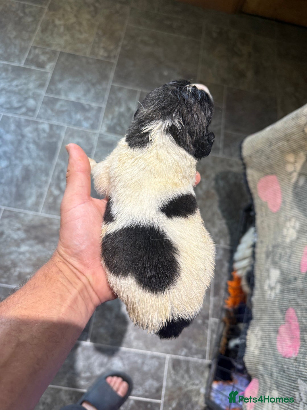 Pyrenean Mastiff dogs for sale: KC registered Pyrenean Mastiffs - Image 8