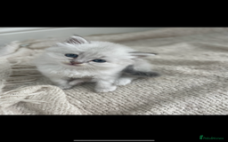 Siberian cats for sale: Siberian Neva masquerade kittens  - Image 15