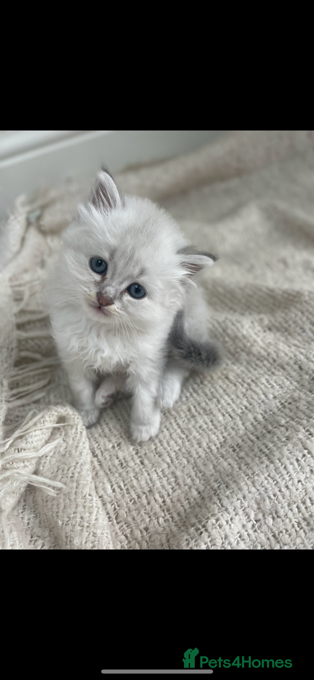 Siberian cats for sale: Siberian Neva masquerade kittens  - Image 15