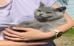 British Shorthair cats for sale: Gorgeous British Shorthair Girl - Image 1