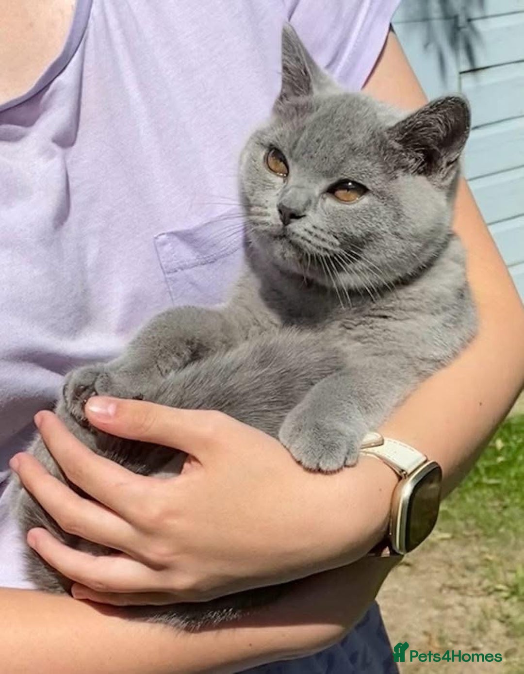 British Shorthair cats for sale: Gorgeous British Shorthair Girl - Image 1
