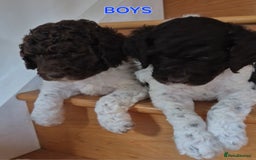 Standard Poodle dogs for sale: KC Reg Chocolate parti Standard Poodle puppies - Image 15