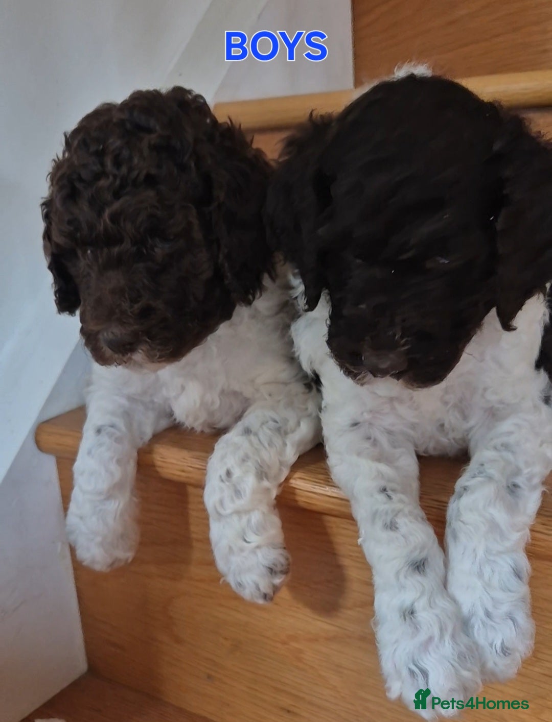 Standard Poodle dogs for sale: KC Reg Chocolate parti Standard Poodle puppies - Image 15