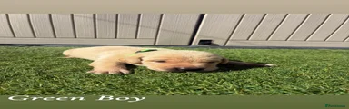 Green Boy