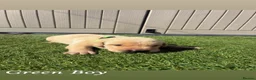 Labrador Retriever dogs for sale: 🐾Exceptional KC Registered Labrador Puppies🐾 - Advert 17