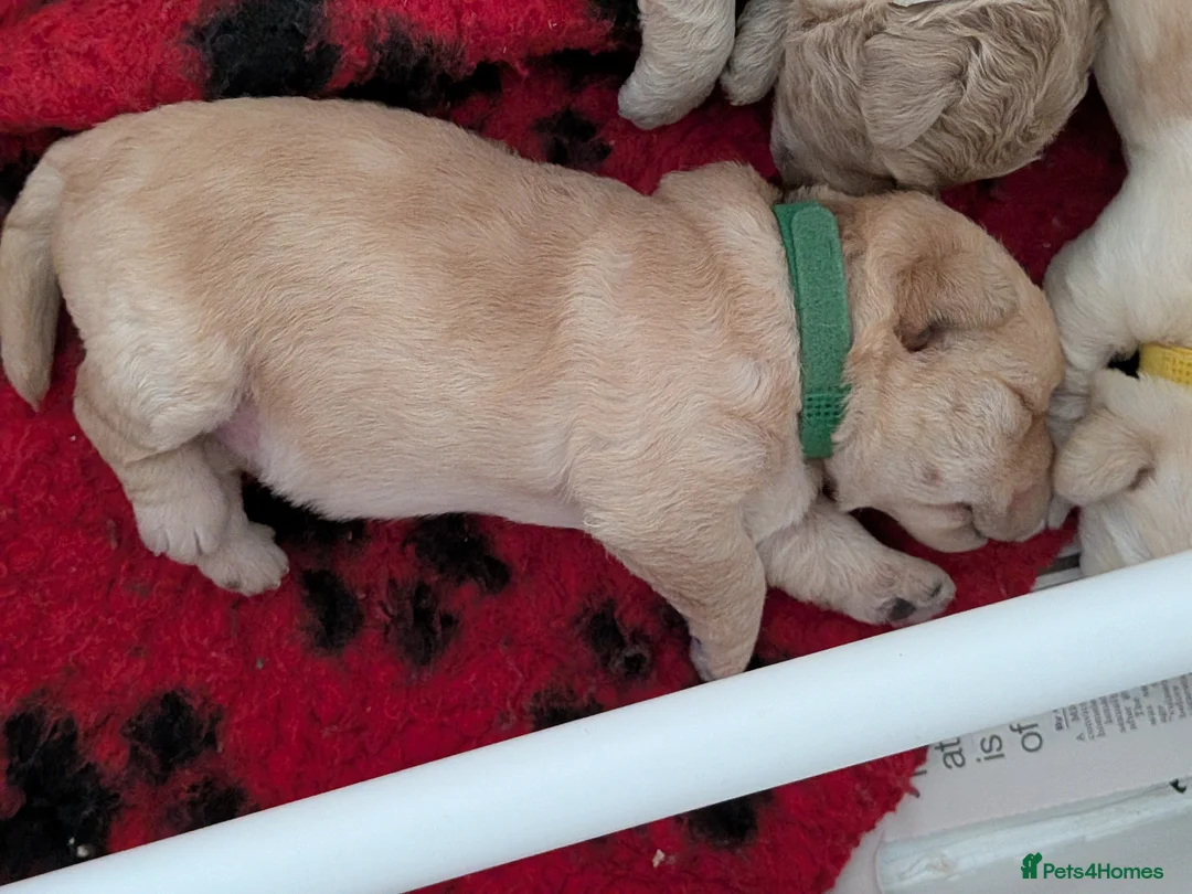 Westiepoo dogs for sale: Adorable Westie poo puppies for sale - Advert 4