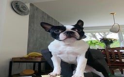 Boston Terrier dogs for stud: KC Loving Boston Terrier Available for Stud - Image 1
